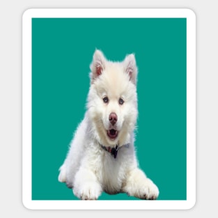 White dog Sticker